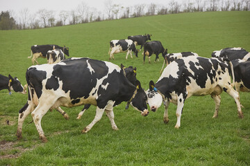 Cows enjoy pasture at an eco-farm in Denmark