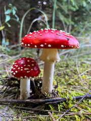 amanita muscaria fly agaric mushroom.  Two red fly agarics in the forest. Two mushrooms on white stems with red caps in the forest.