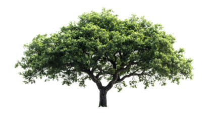 a tree in high definition is isolated against a white background