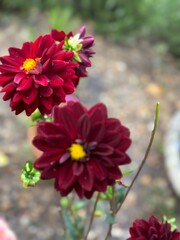 Fototapeta premium Dahlia’s in spring