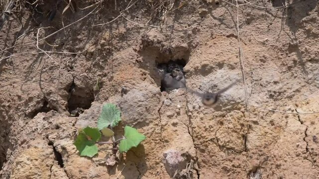 Sand Martin Chicks Being Fed