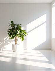 Minimalist White Room Interior with Potted Plant and Sunlight Shadow