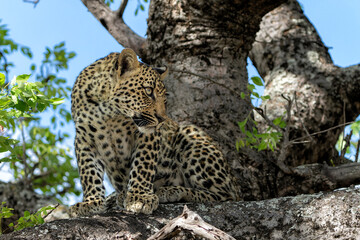Leopard cub in the tree hiding for a hyena in Sabi Sands Game Reserve in the greater Kruger region in South Africa 