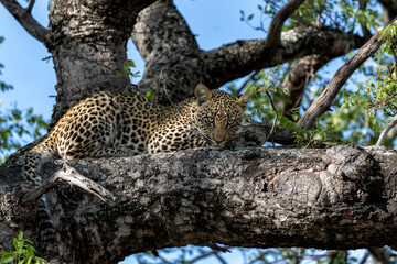 Leopard cub in the tree hiding for a hyena in Sabi Sands Game Reserve in the greater Kruger region in South Africa 