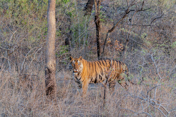 Tiger, Bengal Tiger (Panthera tigris Tigris), hanging around in Bandhavgarh National Park in India