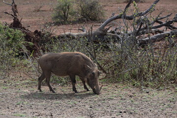 Single warthog grazing in a fiels