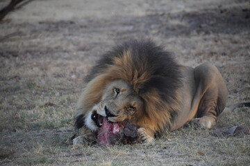 lion feasting on raw meet in savannah 
