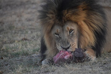 lion eating in the grassland field