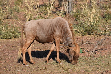 Goldwn wildebeest grazing in a field