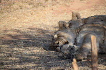 Naklejka premium lions sleeping in the shade