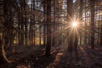 Fototapeta premium Nel Bosco