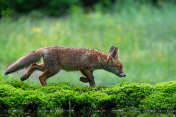 Young Red Fox (Vulpes vulpes) searching for food in the forest of Noord-Brabant in the Netherlands   