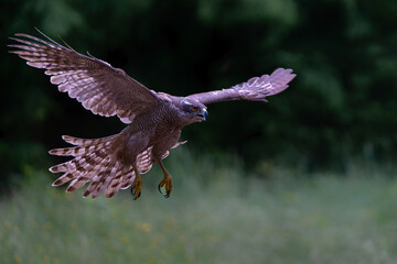 Northern goshawk (accipiter gentilis) searching for food and flying in the forest of Noord Brabant in the Netherlands