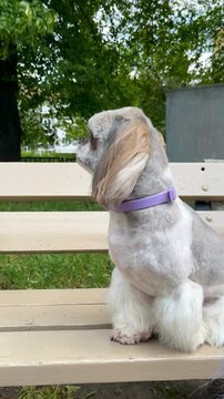 Uroczy Shih Tzu z fioletową smyczą siedzi na ławce z wiatrem powiewającym na uszach. Idealny dla zwierząt domowych, aktywności na świeżym powietrzu