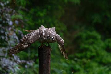 Northern goshawk (accipiter gentilis) searching for food and flying in the forest of Noord Brabant in the Netherlands