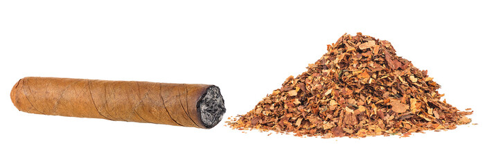 Pile of dried tobacco and burning brown cigar isolated on a white background