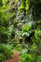 Footpath along a fern covered rock wall where water seeps down in Kaimanawa Forest Park, Rangitikei area, central North Island, New Zealand
