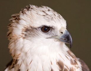 Harpy on the black studio background