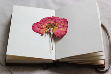 Pressed rose in the opened sketchbook. Rose herbarium in the blank notebook. Flower on blank pages, Dried red rose. Pressed red flower. Notebook with herbarium. Herbarium collection