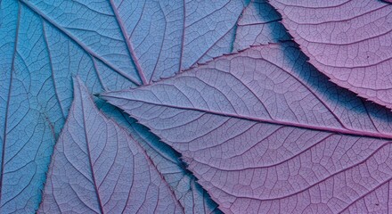 Natural macro texture of beautiful leaves toned in blue and purple pink tones. Flat lay.