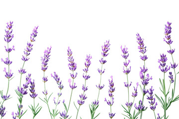 Lavender blooming in serenity nature scene floral bright isolated on transparent background