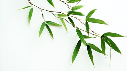 A delicate branch of bamboo with vibrant green leaves stands out against a pure white background, symbolizing nature's simplicity and elegance