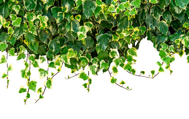 Caucasian ivy branches with green leaves as frame high border isolated