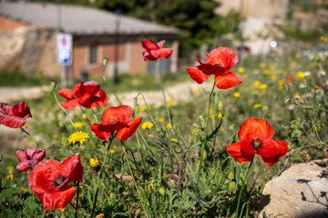 Wild red poppy among blooming flowers in Valderrobres, Matarraña, Spain. Vibrant spring colors and serene natural atmosphere