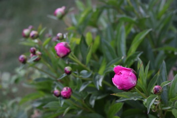 pink peony