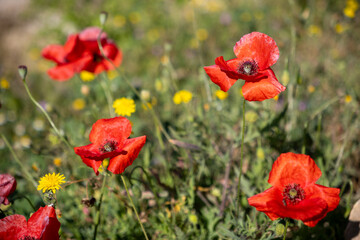 Wild red poppy among blooming flowers in Valderrobres, Matarraña, Spain. Vibrant spring colors and serene natural atmosphere