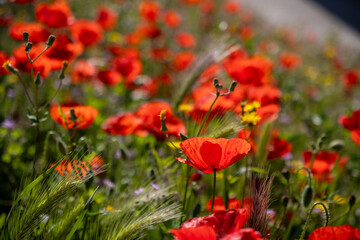Wild red poppy among blooming flowers in Valderrobres, Matarraña, Spain. Vibrant spring colors and serene natural atmosphere