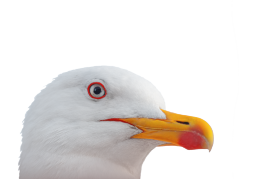 Photo of a large head of an adult ivory gull looking at the camera, isolated on a white transparent background, close-up. Amazing living creatures of the animal world, bird watching