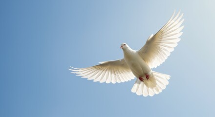 Fototapeta premium Peaceful Dove in Flight - Graceful White Bird Soaring Against Clear Blue Sky with Sunlit Feathers AI-Generated 