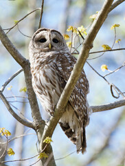 Beautiful barred owl looking off into the distance with large black eyes