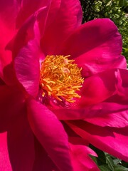 peony