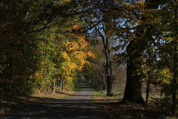 autumn in the forest