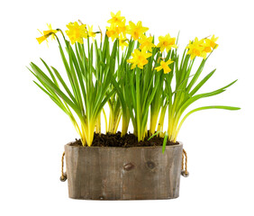 Spring flowers narcises in wooden pot. Gardening floriculture farming. Still life with yellow lent lily. Isolated PNG.