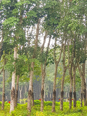 Rubber trees grow tall in a peaceful green forest, forming straight lines and dense foliage under a soft cloudy sky—calming and rich in natural texture.