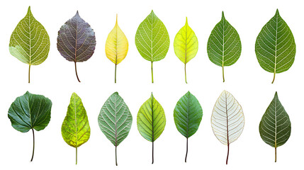 collection of leaf on white background ,seamless pattern background ,isolated on white ,
