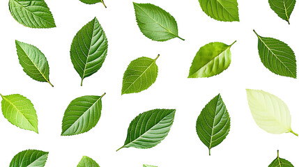 collection of leaf on white background ,seamless pattern background ,isolated on white ,
