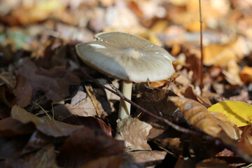 mushroom in autumn forest