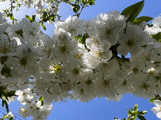 white blooming cherry tree