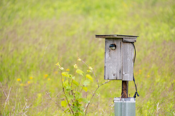 A charming birdhouse sits in Bronte Creek Provincial Park, showcasing a serene and vibrant natural setting.