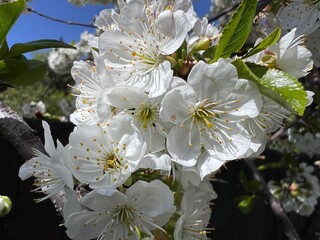 white blooming cherry tree