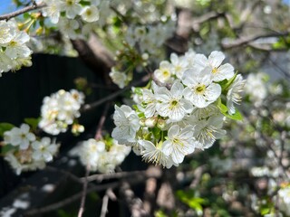 white blooming cherry tree