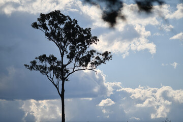 the lone eucalypt