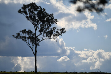 the lone eucalypt