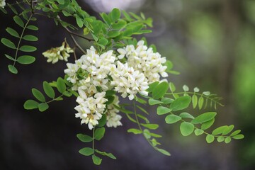 Branches of black locust, Robinia pseudoacacia, false acacia.