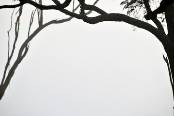 misty morning in the forest