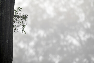 misty morning in the forest